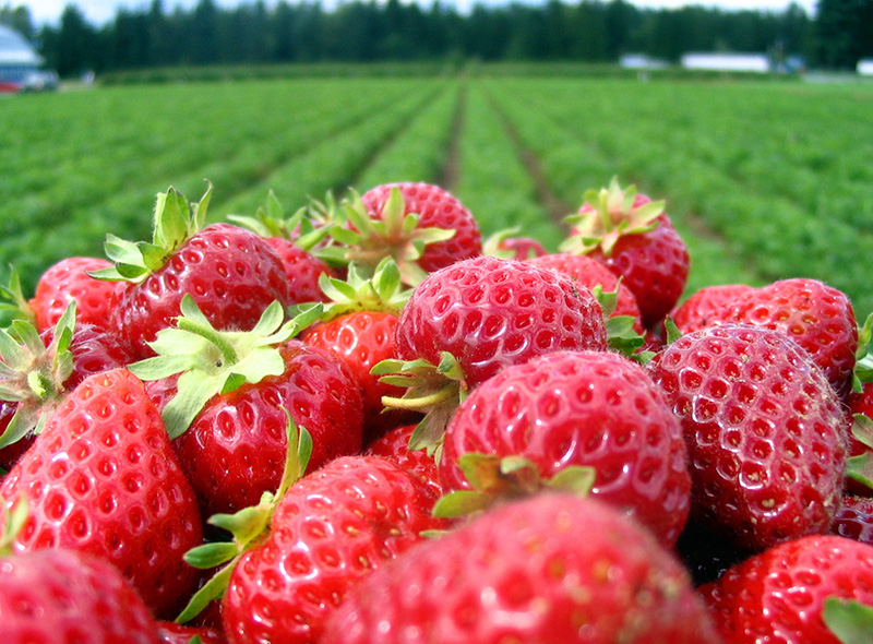Strawberries in the farm